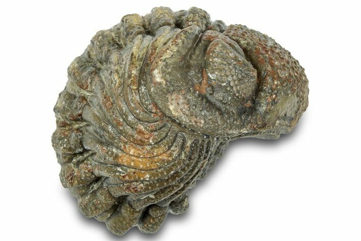 Wide Enrolled Morocops Trilobite - Morocco #323207